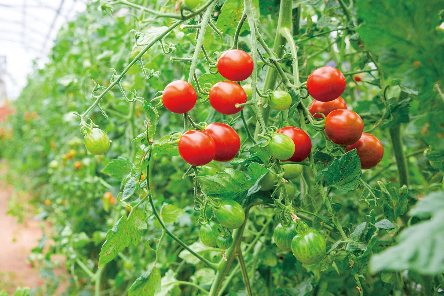 にいみトマト | 店舗情報 | 碧南いいところ & eatころマップ